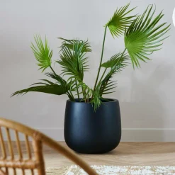 ARECA Palmeira Verde