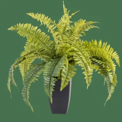 BOSTON Sambaia Verde