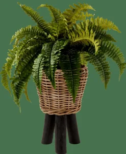 BOSTON Sambaia Verde