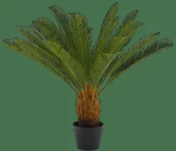 CYCAS Palmeira Verde