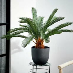 CYCAS Palmeira Verde