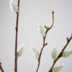 DAHLIA Ramo Com Flores Creme