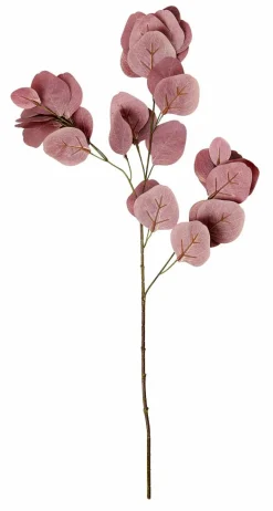 EUCALYPTUS Coroa Verde