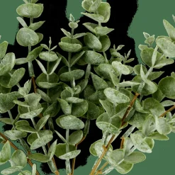 EUCALYPTUS Ramo De Eucalipto Verde