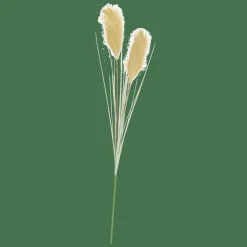 GRASS Panícula De Cana Verde