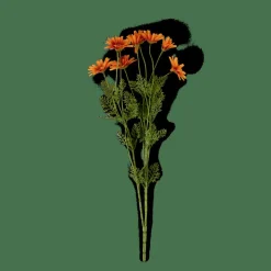 INDI Crisântemo Cor-de-laranja