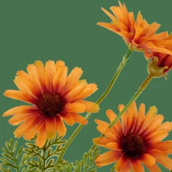 INDI Crisântemo Cor-de-laranja