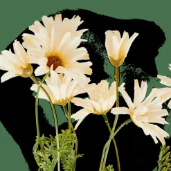 INDI Crisântemo Creme