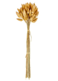 LAGURUS Lagurus Castanho