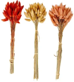 LAGURUS Lagurus Castanho