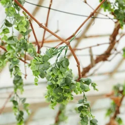 LAGURUS Lagurus Natural