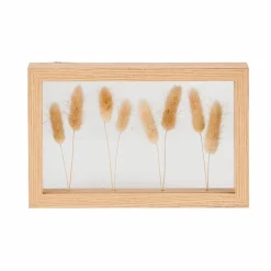 LAGURUS Lagurus Natural