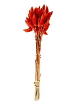 LAGURUS Lagurus Vermelho