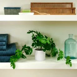 MONSTERA Planta Diversas Cores, Branco, Verde