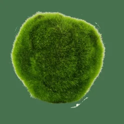 MOSS Bola De Musgo Verde