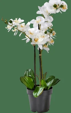 ORCHID Orquídea Em Vaso Branco