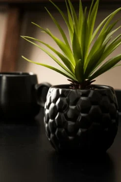 PINA Planta Ananás Em Vaso Preto