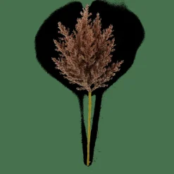 PLUME Caule Com Plumas Castanho