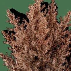 PLUME Caule Com Plumas Castanho