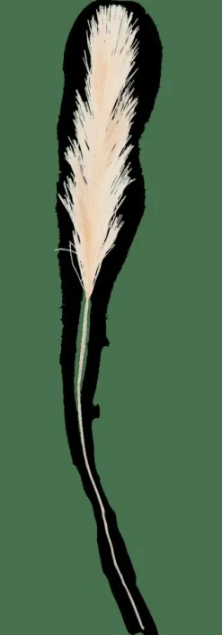 PLUME Plumas Decorativas Creme