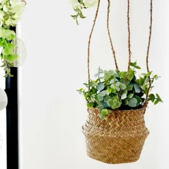 TERRA Planta Em Vaso Branco, Verde